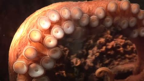 Science and story behind the Kraken, mythical sea monster named for Seattle’s new hockey team