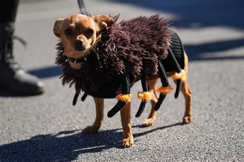 These safety tips will help you and your dog this Halloween