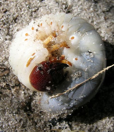 Hercules Beetle Larva / Hercules Larva | Larvae, Insects, Arthropods ...