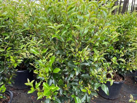 Ligustrum Recurve 7G • Cross Creek Nursery and Landscape