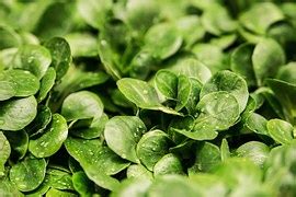 Chinese Cabbage Salad Leaf Lettuce - Free photo on Pixabay