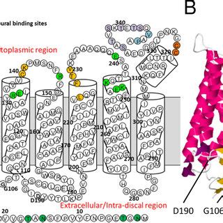 Rhodopsin structure. A: The position of each residue within a regional... | Download Scientific ...