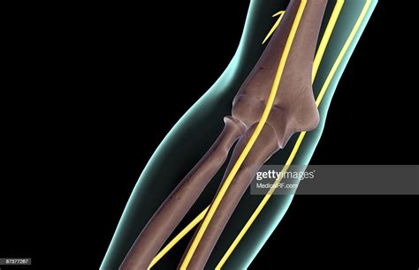 The Nerves Of The Elbow High-Res Vector Graphic - Getty Images