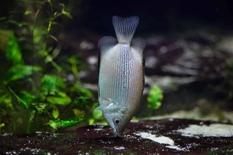 Care Sheet: Kissing Gourami | Helostoma temminckii – Pets For Children