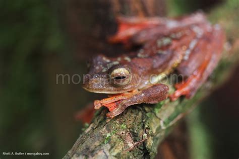 Indonesian Rainforest Slideshow: Tree frog in Borneo