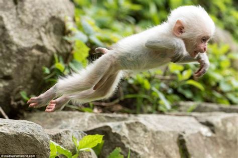 Rare white monkey takes bite of sibling's head in Japan | Daily Mail Online