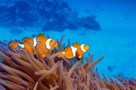 The Animals of the Great Barrier Reef