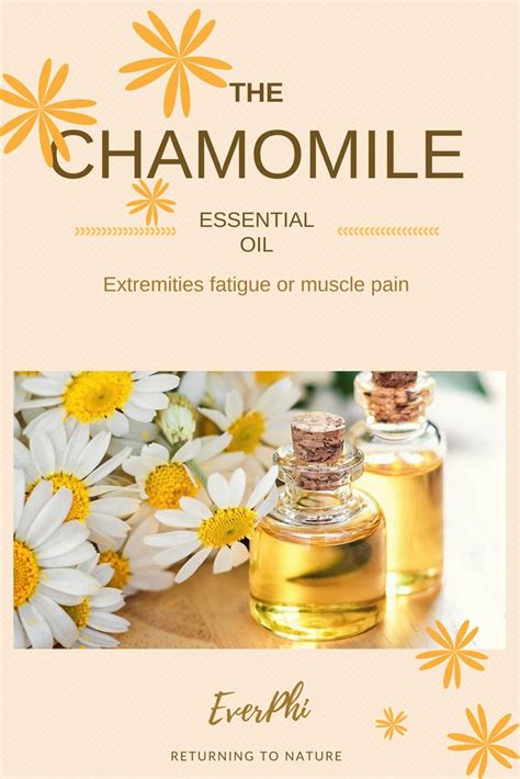 Among the benefits of chamomile oil we find its ability to treat various skin problems: acne ...