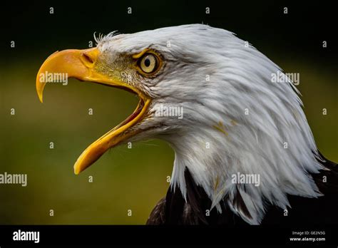 Captive Bald Eagle at Hawk Conservancy Trust Stock Photo - Alamy