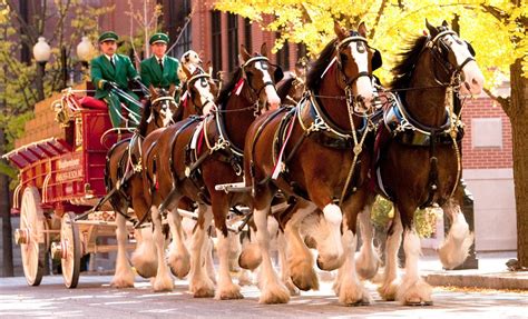 World famous Budweiser Clydesdales will be tailgating, then parading before MU Saturday game ...