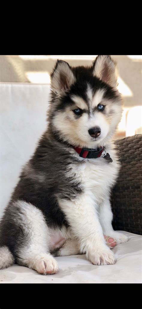 Wooly Siberian Husky Puppy | Siberian husky, Wooly siberian husky, Siberian husky puppies