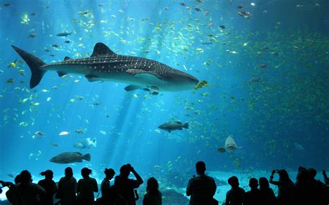 aquarium, whale shark 4k wallpaper - Coolwallpapers.me!