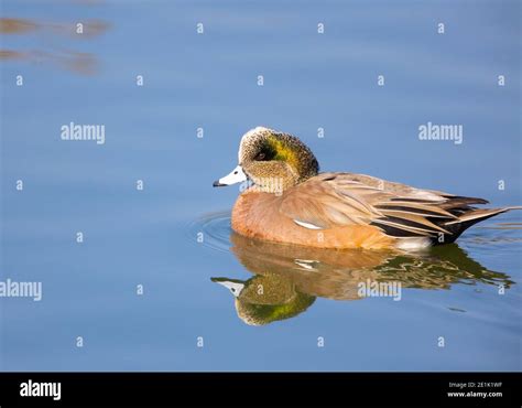 American Wigeon Drake Stock Photo - Alamy