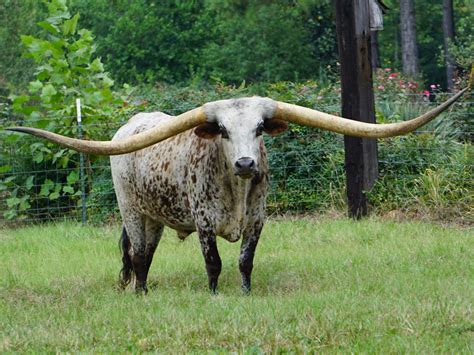 Humongous Horns: Texas Longhorn From Alabama Sets Guinness World Record ...