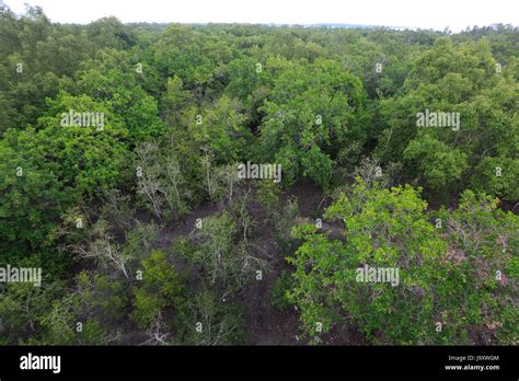 Aerial view of the Sundarbans, a UNESCO World Heritage Site and a ...