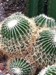 Caring for Indoor Barrel Cactus - Dengarden