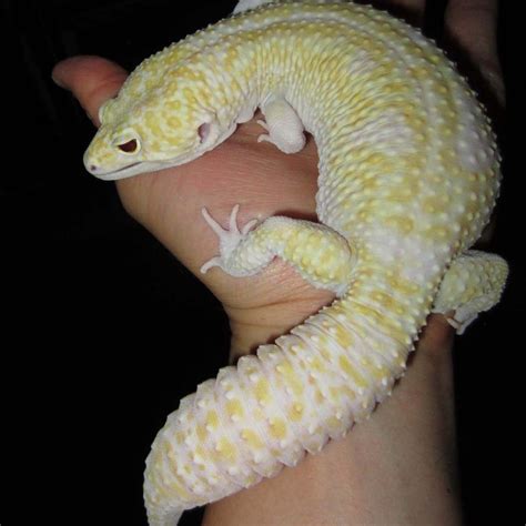 Introducing Ares - Super Giant Mack Snow Raptor Leopard Gecko - OnlineGeckos.com Gecko Breeder ...