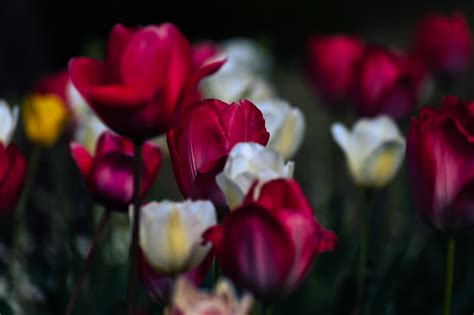 Tulips blooming in spring garden 2 on Behance