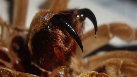 Tarantula Feeding Video 40 (Look at those fangs!) - YouTube