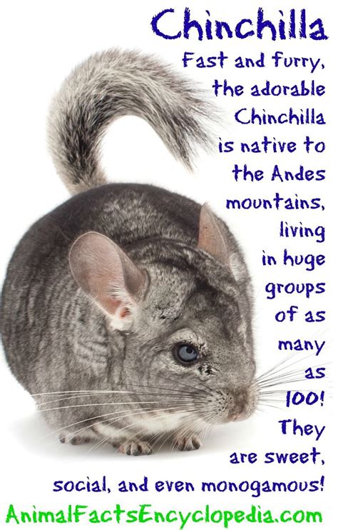 Chinchilla Facts - Animal Facts Encyclopedia