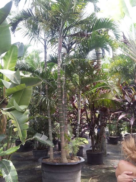 Florida Wholesale Plant Nursery Homestead - Cabada Palm - Rare Palm - Palm Trees Wholesale Palms ...