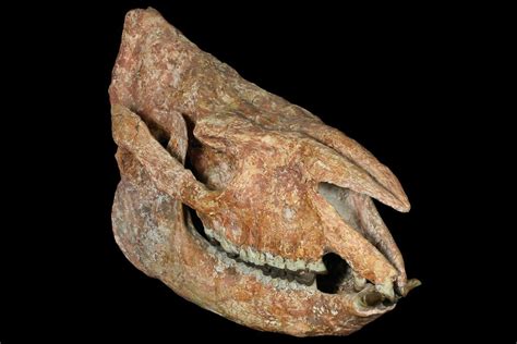 18.2" Running Rhino (Subhyracodon) Skull - South Dakota (#131361) For ...