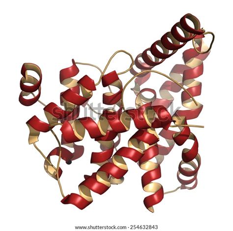 Phosphodiesterase 5 Pde5 Enzyme Inhibition This Stock Illustration ...