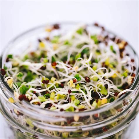 How to Grow Broccoli Sprouts. Broccoli Sprouts Benefits and more.