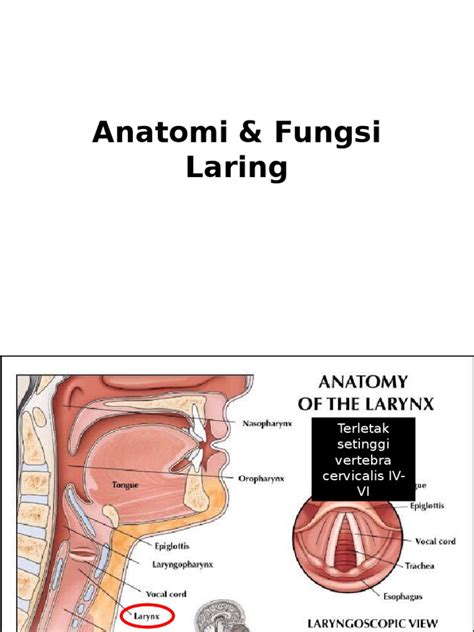 Anatomi & Fungsi Laring | PDF