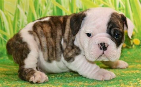 mini bulldog rescue - Aultman