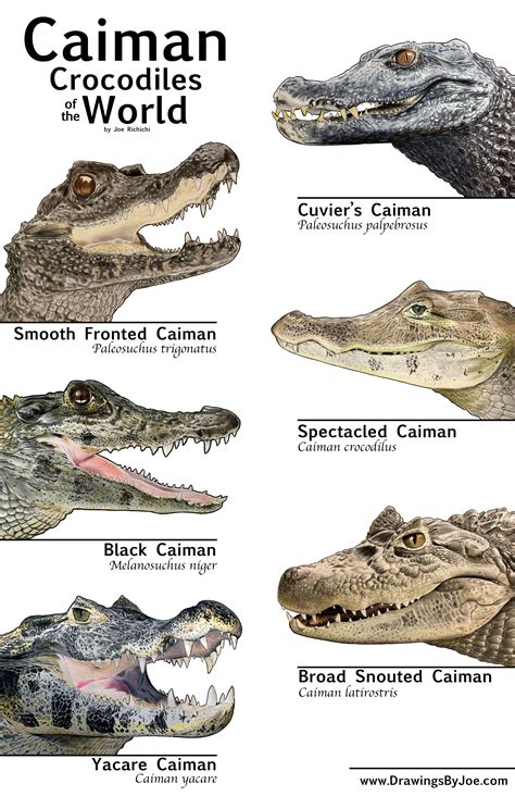 Caimans of the World | Crocodile species, Types of crocodiles, Caiman