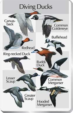 Waterfowl identification chart - Waterfowl