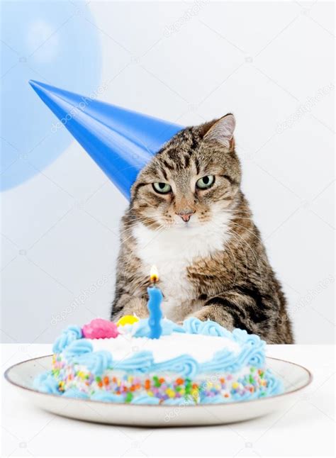 Cat Birthday Party Stock Photo by ©websubstance 22666013