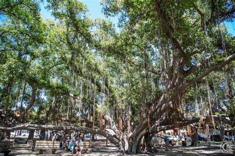 Banyan Tree Park in Lahaina, Maui, Hawaii | Hawaiian Beach Rentals