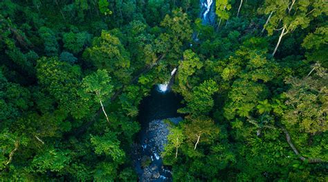 Borneo as The World’s Lungs – BINUS Square Student Committee