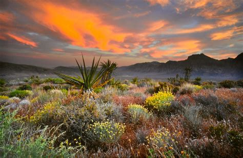 Great pic in Las Vegas Day School Library | Nature photography, Beautiful nature, Beautiful ...