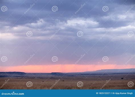 Wildebeests in the Vast Grassland of Masai Mara during Sunset Stock Image - Image of silhouette ...