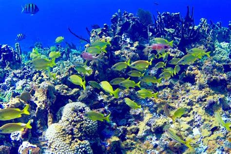 Glass Bottom Boat Ride/Snorkeling/Booby Cay Island From Negril