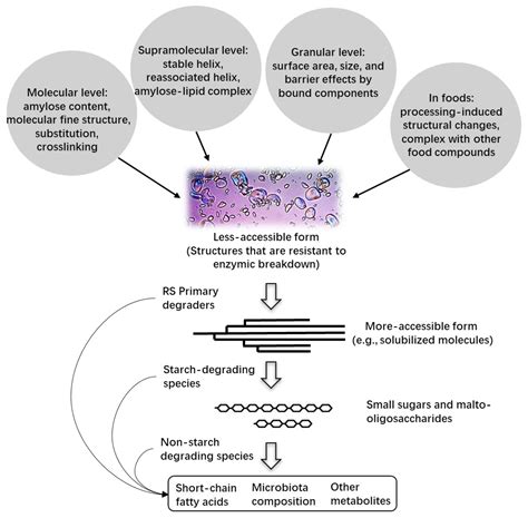 Fermentation | Free Full-Text | Unlocking the Potential of High-Amylose ...