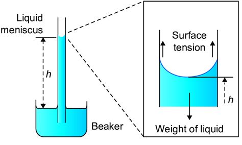 4: Schematic of capillary rise in a single vertical capillary. | Download Scientific Diagram