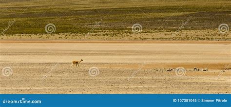 Alpaca Animal, Peruvian Wool, Wildlife, Peru Stock Image - Image of ...