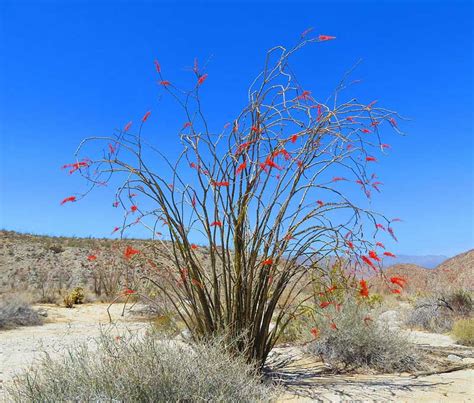 Ocotillo, an odd shaped plant with edible flowers.