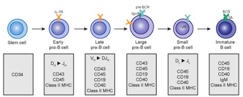 Stages Of B Cell Development