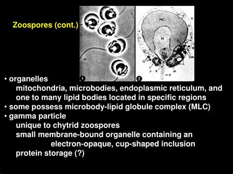 PPT - Zoosporic fungi: Chytridiomycota Kingdom Fungi PowerPoint Presentation - ID:7007736