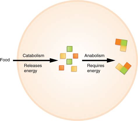 Anabolism - Definition and Examples - Biology Online Dictionary