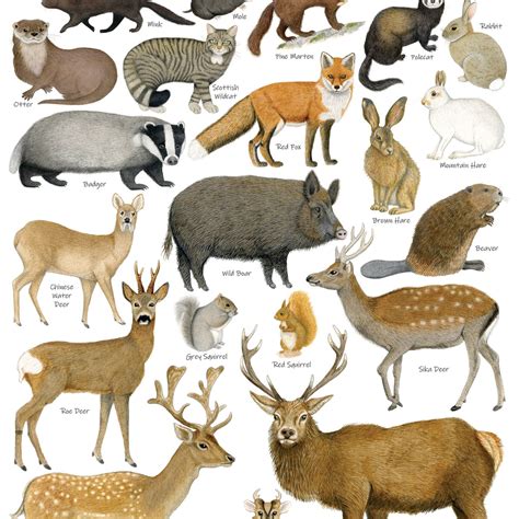 British Land Mammals A3 Identification Poster Wildlife Chart | Etsy