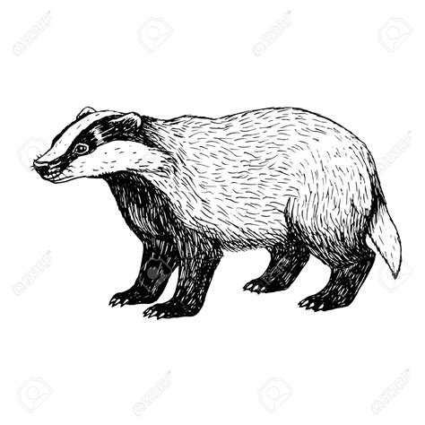 Badger Drawing at GetDrawings | Free download