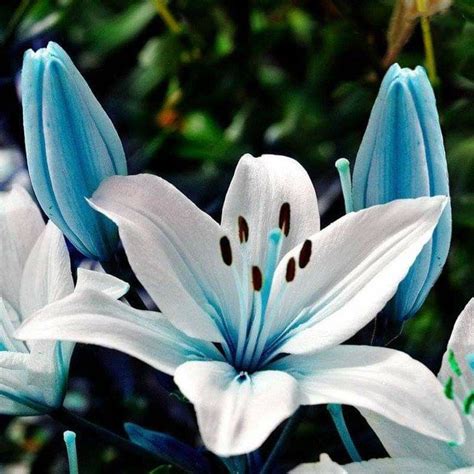 Blue Heart Lilies | Lily plants, Flower seeds, Lily seeds