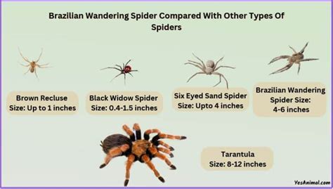 Brazilian Wandering Spider Size: Explained & Compared