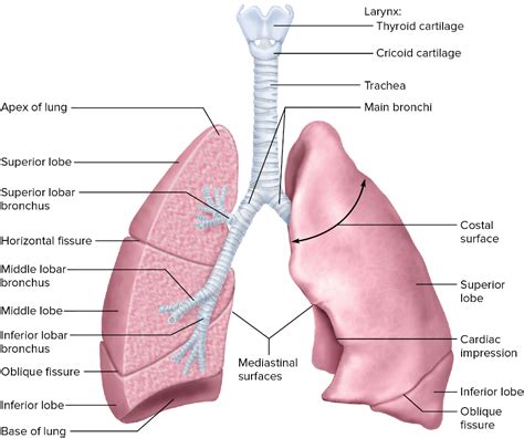 [DIAGRAM] Eye Diagram Of Aplex - MYDIAGRAM.ONLINE